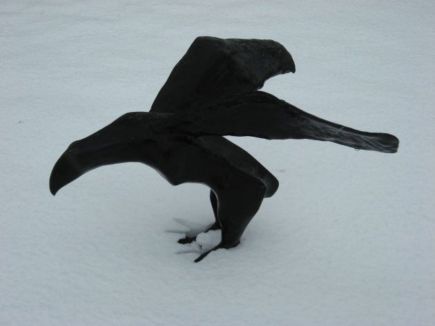 Flight From the Snow